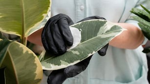 Para qué sirve frotar cáscaras de banana en las hojas de las plantas: el truco casero que pocos conocen