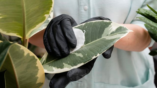 Para qué sirve frotar cáscaras de banana en las hojas de las plantas: el truco casero que pocos conocen
