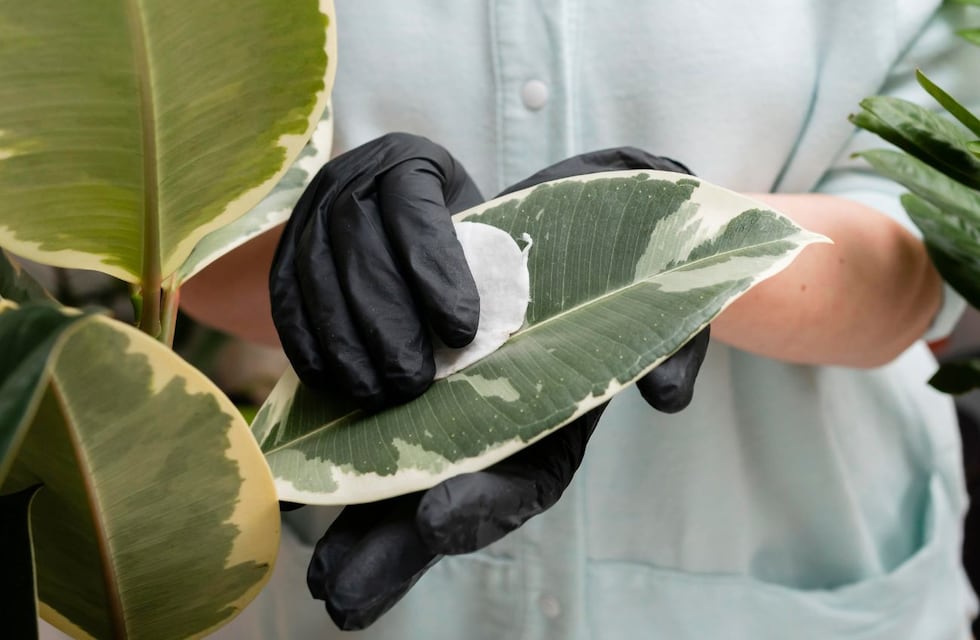 Para qué sirve frotar cáscaras de banana en las hojas de las plantas: el truco casero que pocos conocen