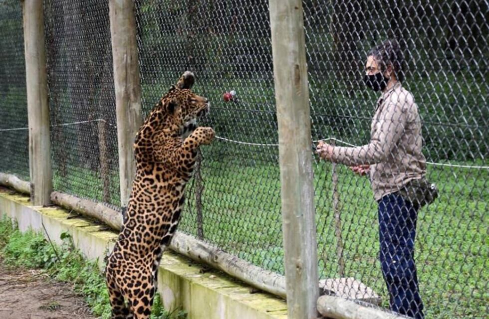 Quedó ciega la yaguareté emblema del Iberá