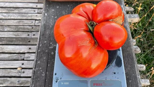 El super tomate tandilense