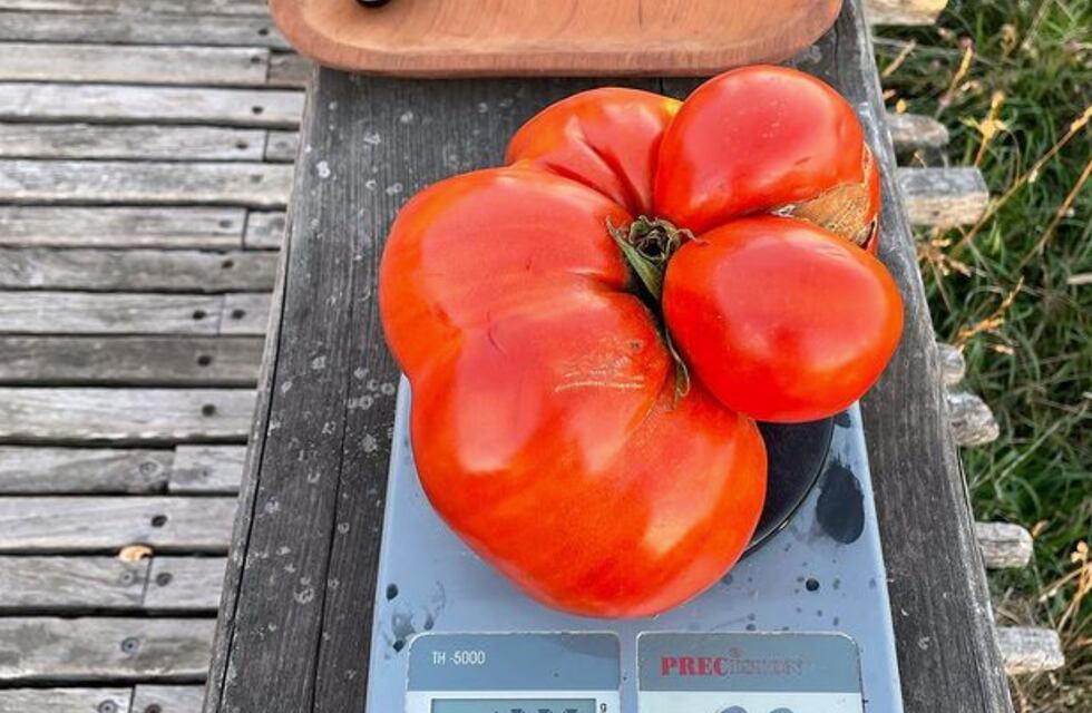Tandil: cultivaron un super tomate de casi un kilo y medio