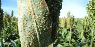 Pulgón de la caña de azucar amarillo que ataca al sorgo granífero