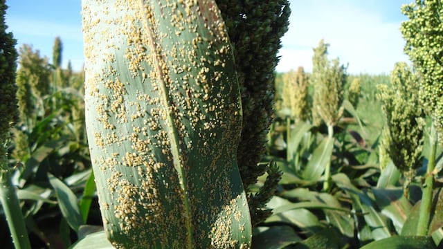 Pulgón de la caña de azucar amarillo que ataca al sorgo granífero