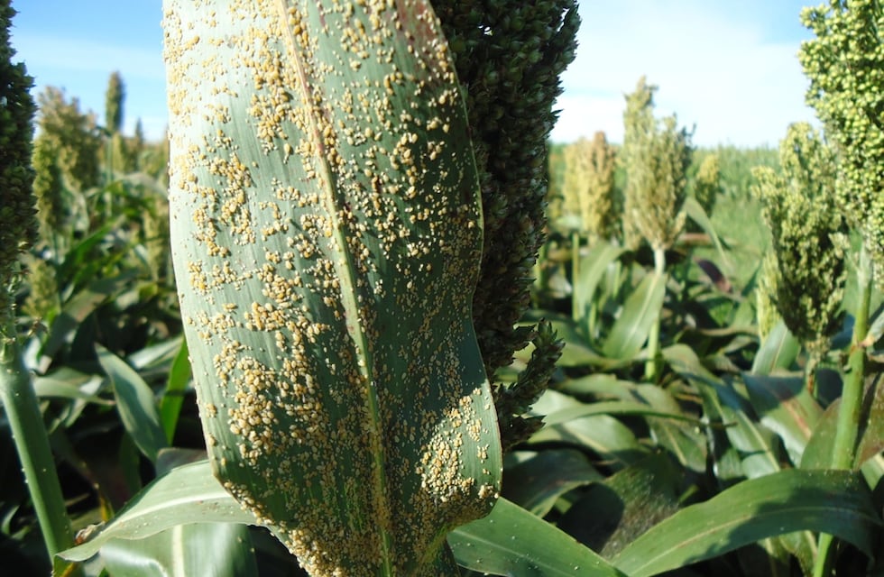 Detección del pulgón de caña de azúcar en sorgo