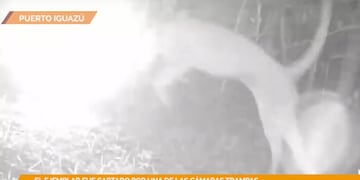 Captan a un puma “asustado” por el flash de una cámara trampa.