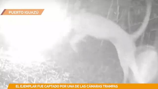 Captan a un puma “asustado” por el flash de una cámara trampa.