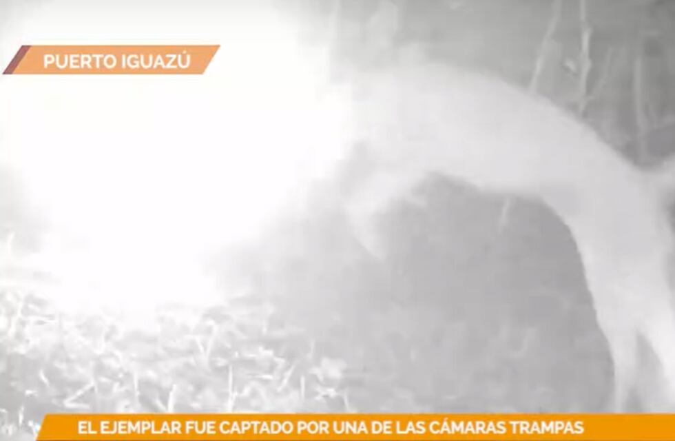 Captan a un puma “asustado” por el flash de una cámara trampa