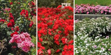 Los rosedales son uno de los mejores planes para los meses de septiembre y noviembre