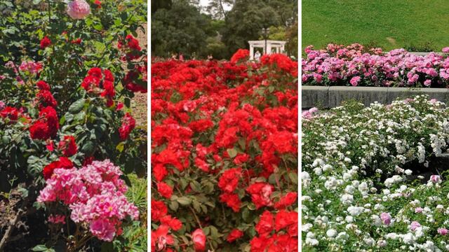 Los rosedales son uno de los mejores planes para los meses de septiembre y noviembre