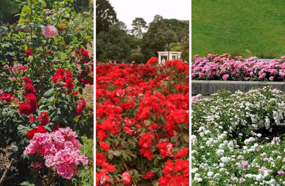 En el mejor momento del año, estos son los rosedales “secretos” que no te podés perder en Buenos Aires