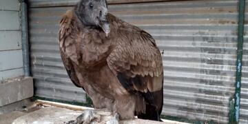 Hallaron un cóndor en el patio de una casa de la localidad de La Travesía.
