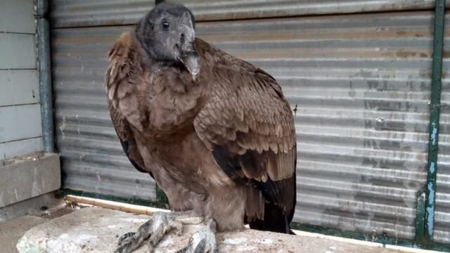 Hallaron un cóndor en el patio de una casa de la localidad de La Travesía.