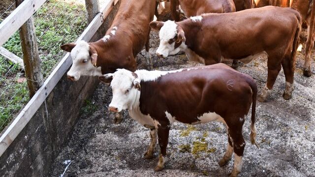 La subaste se realizó en el marco de la Fiesta Provincial del Ternero Misionero.