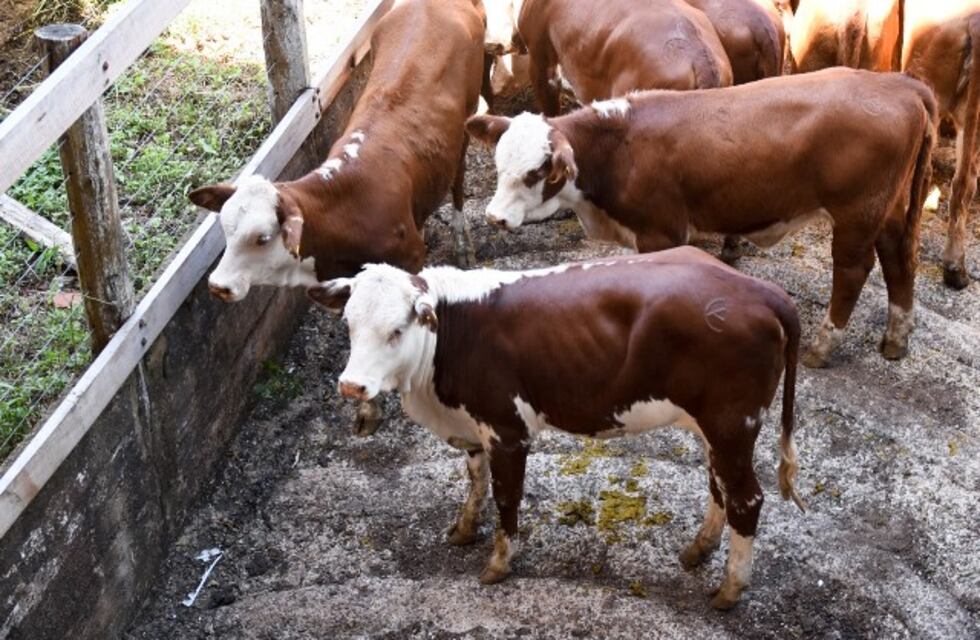 Montecarlo: 859 cabezas vendidas en el remate ganadero