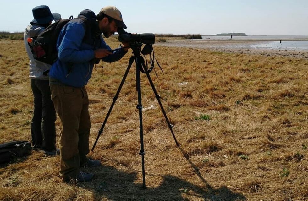 Villa del Mar: caminata recreativa de observación de “aves playeras”