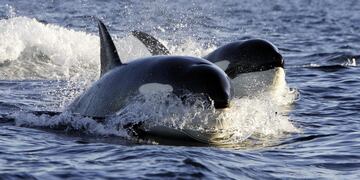 Filmaron a unas orcas bien a la orilla en una playa de la Península Valdés.