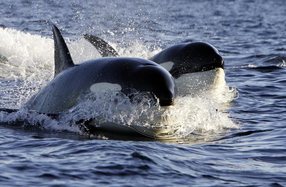 Unas orcas visitaron la Península Valdés y el momento quedó grabado por los testigos