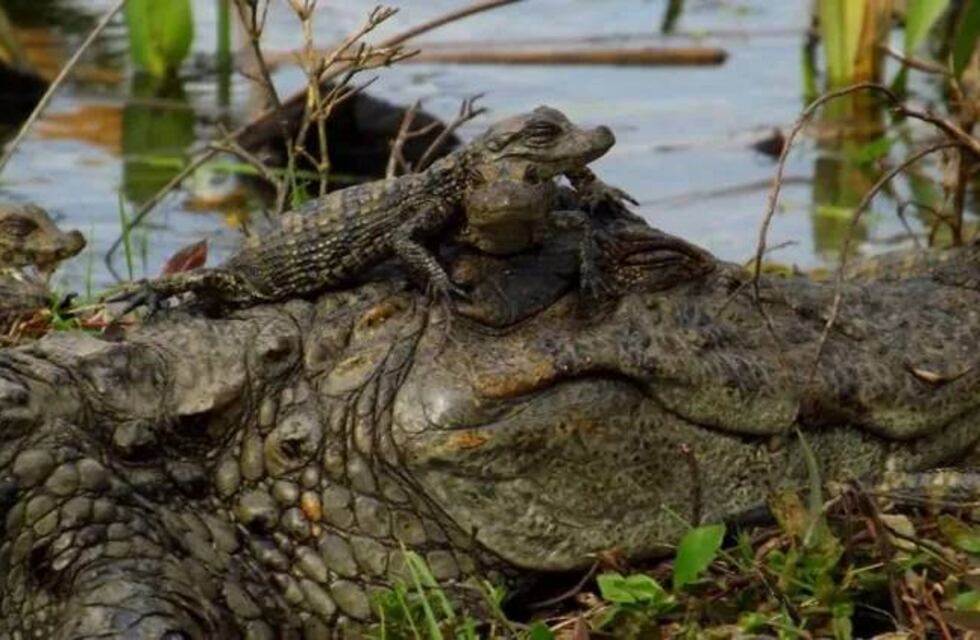Mamá vigila: el impresionante video de crías de yacaré recorriendo las costas del Parque Nacional Iberá