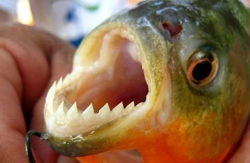 Ataque de palometas en Posadas: dos adultos y una niña fueron mordidos en el balneario El Brete