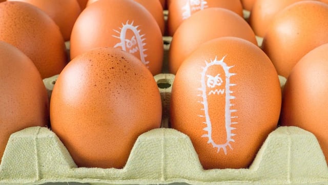 Salmonelosis: cómo prevenir esta enfermedad. Foto: Web.