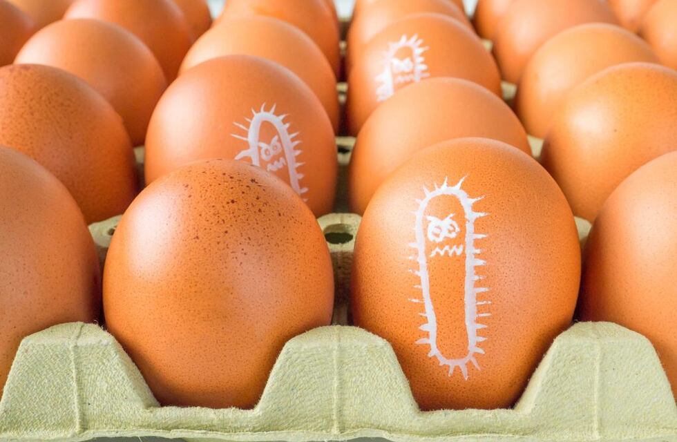 ¿Que es la Salmonelosis, y cómo prevenir contagios?