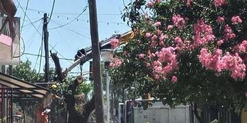 Vecinos de Pérez estallaron de ira por la poda de árboles de calle Morelli