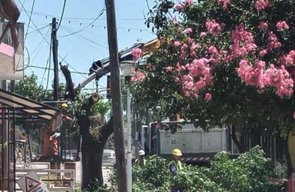 Vecinos de Pérez estallaron de ira por la poda de árboles de calle Morelli