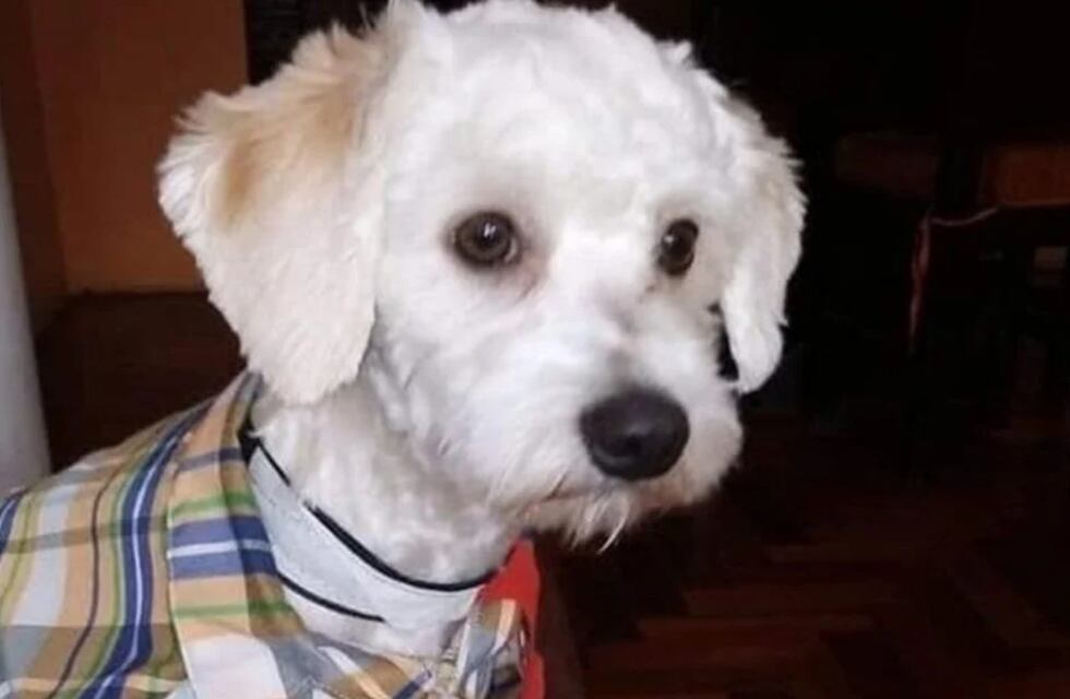 Indignación: un caniche podría ser sacrificado en Europa por ser considerado “ilegal”