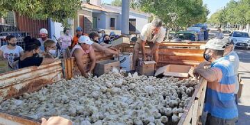Un productor donó más de 10 mil pollitos a los vecinos y escuelas agrotécnicas de la zona.