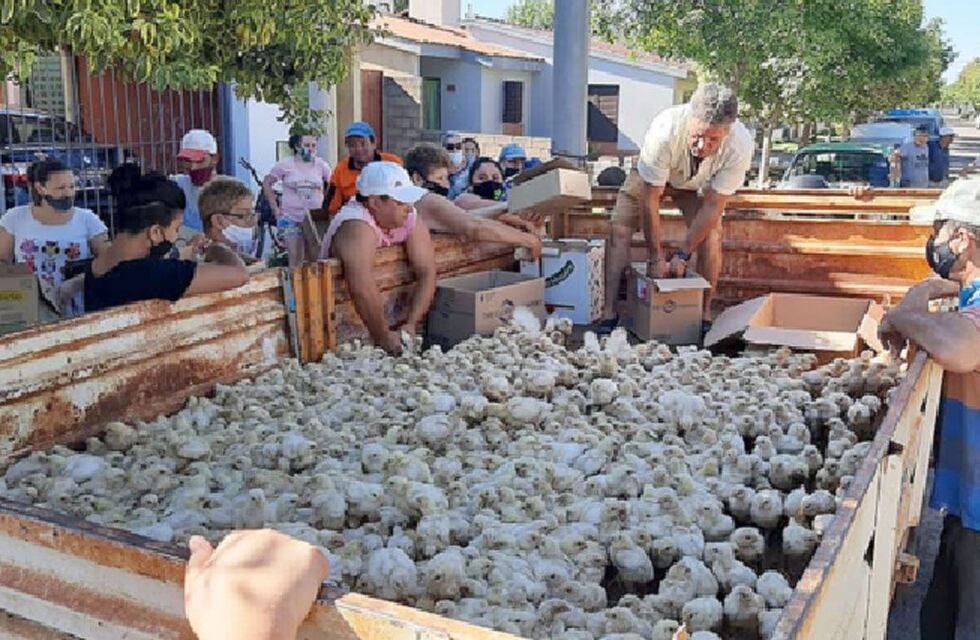 Adelia Maria: un productor agropecuario donó más de 10 mil pollitos