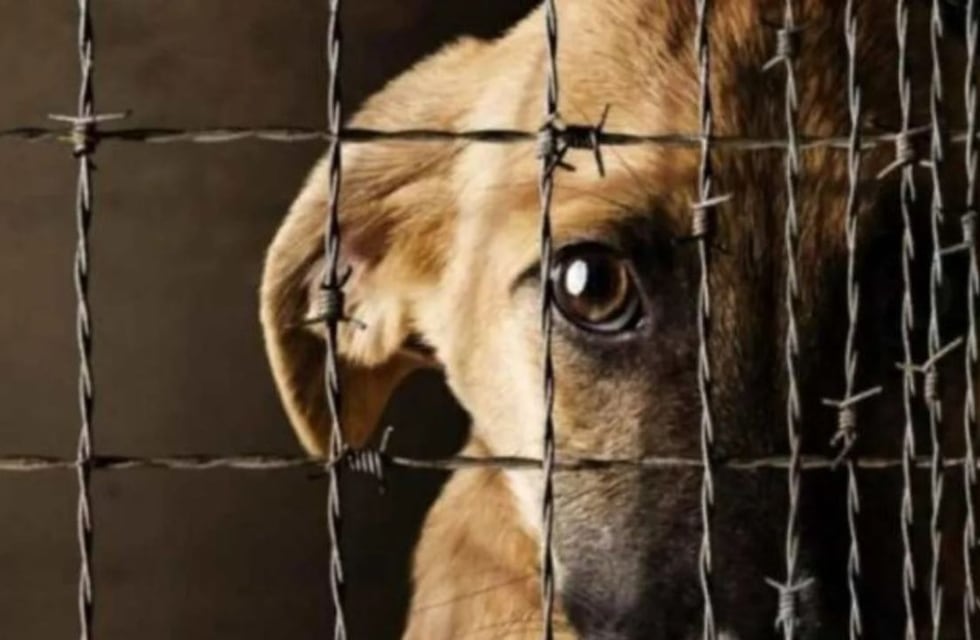 Horror en Santiago del Estero: dos adolescentes maltrataron a un perro, lo grabaron y generaron indignación