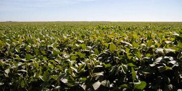 SOJA. Los precios internacionales del cultivo son bajos y no toleran altas retenciones. (Ministerio de Agricultura de la Nación)