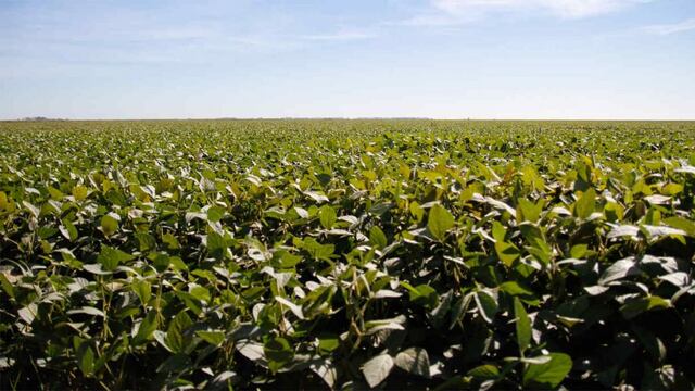 SOJA. Los precios internacionales del cultivo son bajos y no toleran altas retenciones. (Ministerio de Agricultura de la Nación)