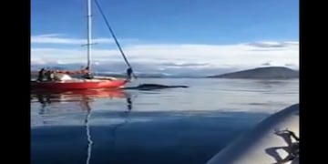 Repudio. El momento en el que un velero choca a una ballena en el canal de Beagle. (Captura de video)