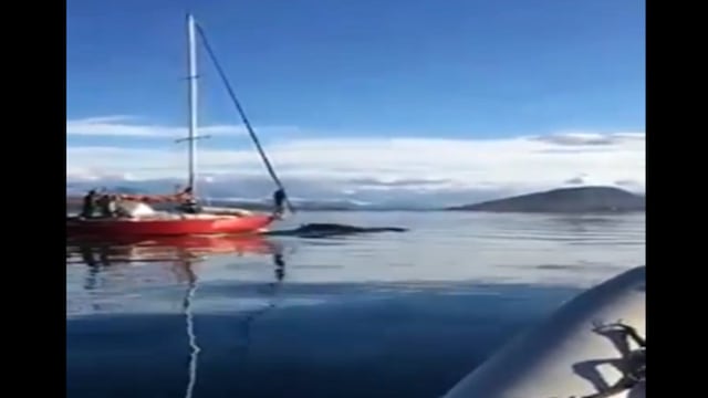 Repudio. El momento en el que un velero choca a una ballena en el canal de Beagle. (Captura de video)