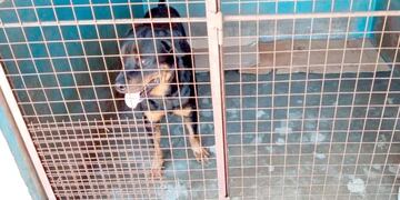 Oberá: los perros que atacaron al niño de 7 años fueron puestos a resguardo de la municipalidad.