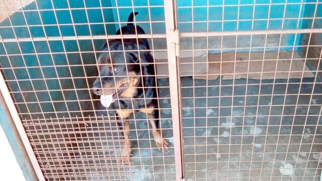 Oberá: los perros que atacaron al niño de 7 años fueron puestos a resguardo de la municipalidad.