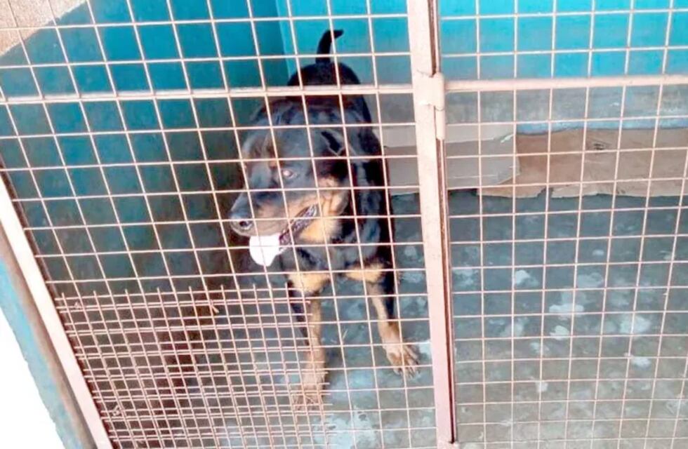 Oberá: los perros que atacaron al niño de 7 años fueron puestos a resguardo de la municipalidad