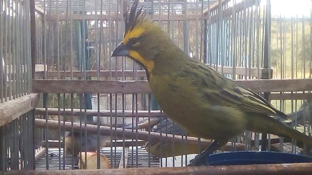 Las aves comenzarán su proceso de rehabilitación para volver a sus hábitats naturales.