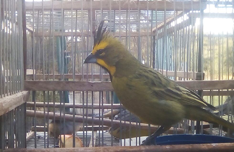 Fueron rescatados catorce aves del tráfico ilegal en San Luis