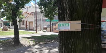 Arboles calle Racedo