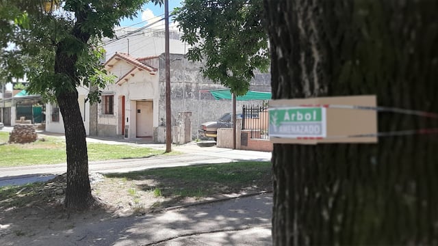 Arboles calle Racedo