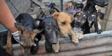 Necesitan ayuda para alimentos, medicación y atención médica.