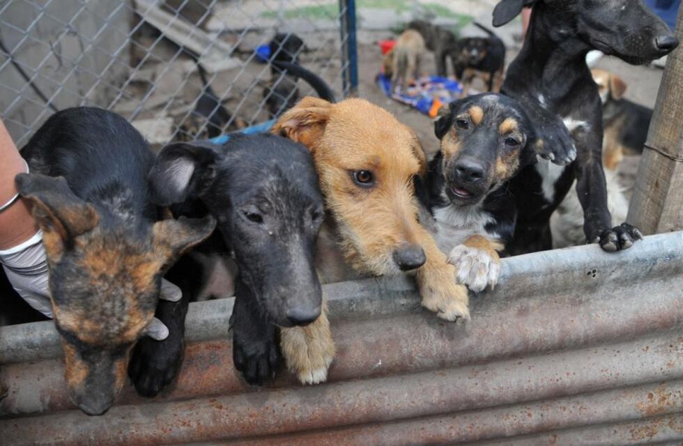 Piden ayuda para que un refugio de animales lasherino continúe de pie