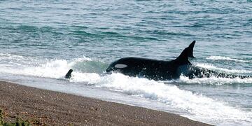 Un chubutense vio orcas en las costas de Rocas Coloradas y se metió al agua "para saludarlas"