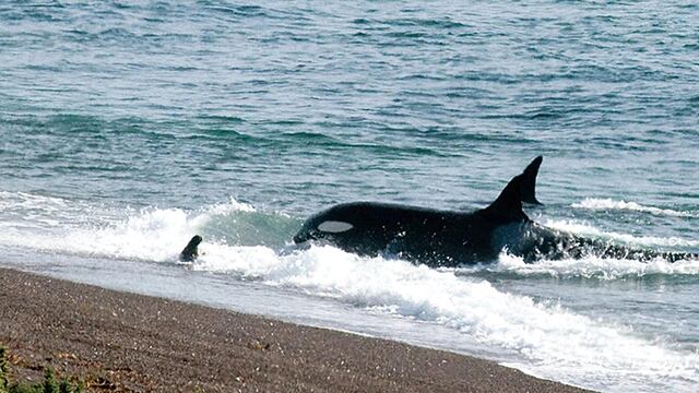 Un chubutense vio orcas en las costas de Rocas Coloradas y se metió al agua "para saludarlas"