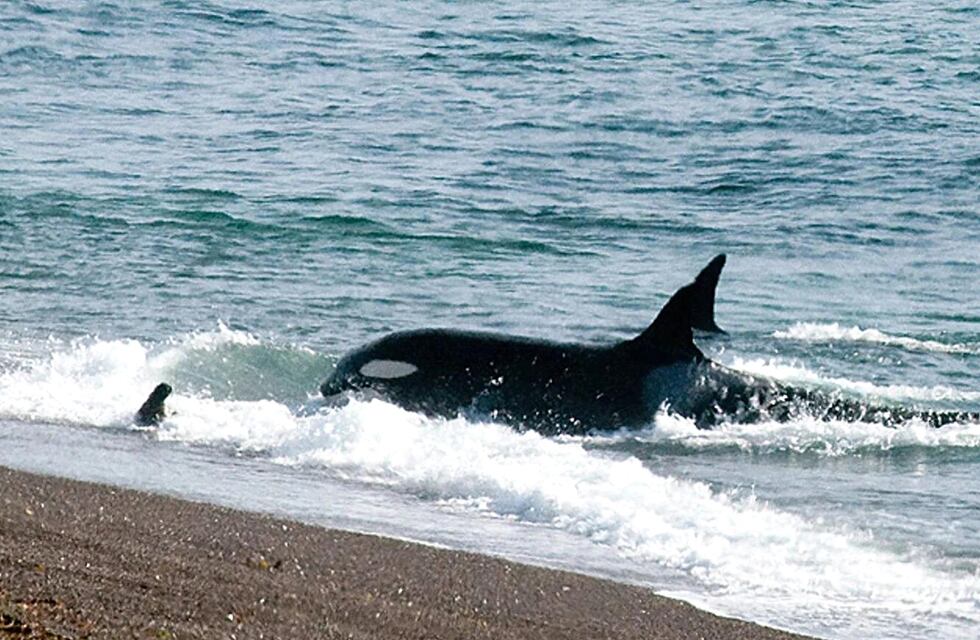Insólito video en Chubut: vio orcas en las costas de Rocas Coloradas y se metió al agua con ellas