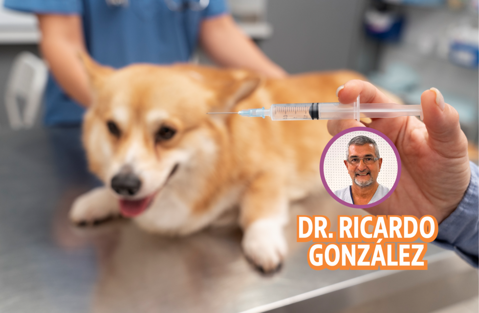 Actualización sobre vacunas para los animales de compañía