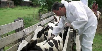 Finaliza el periodo de Vacunación Antiaftosa